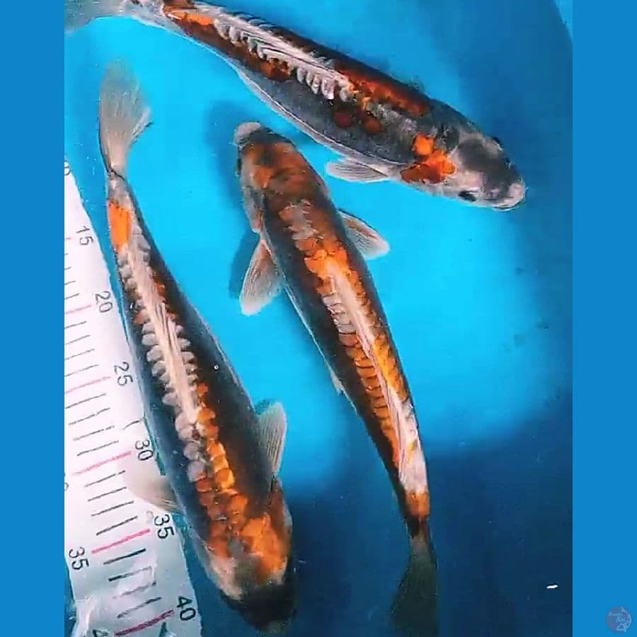 ochiba doitsu 34-36 cm