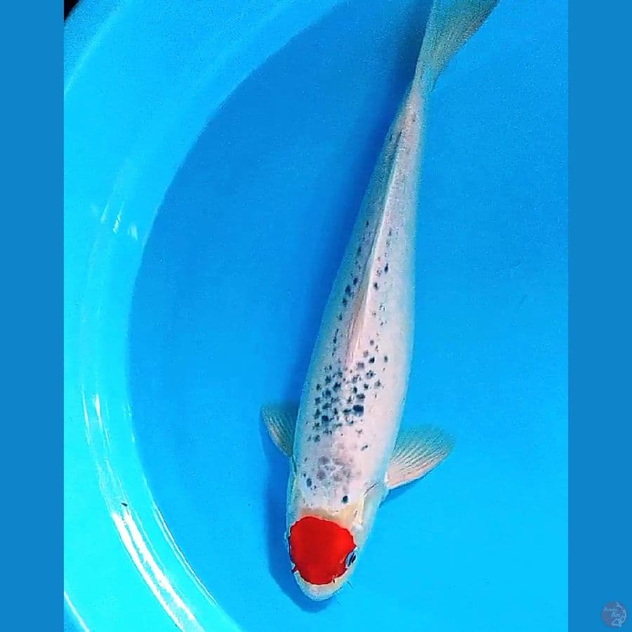 tanco goshiki f 42 cm