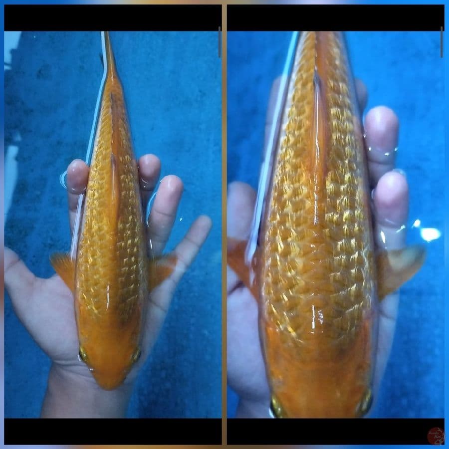 caramel bahan keeping