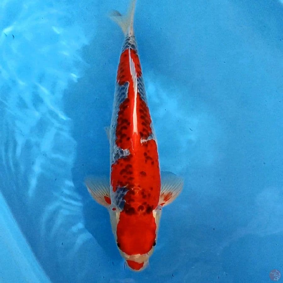 goshiki red strong 41 cm
