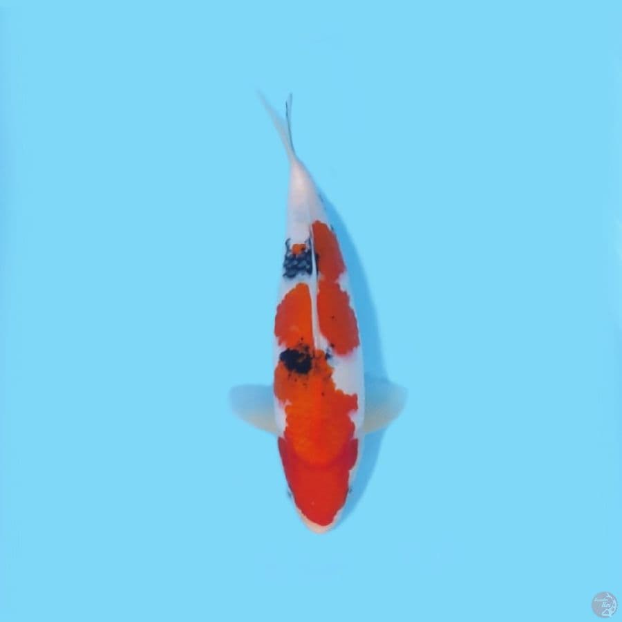 SANKE 27 CM - MALE