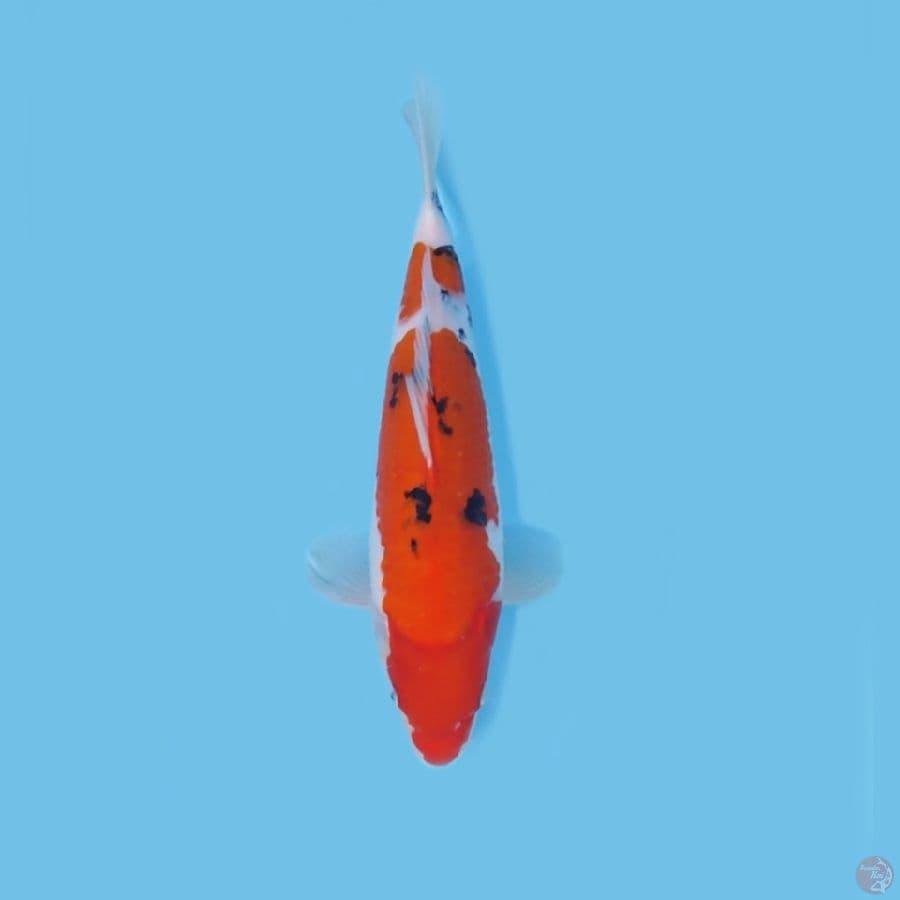 SANKE 32 CM - MALE