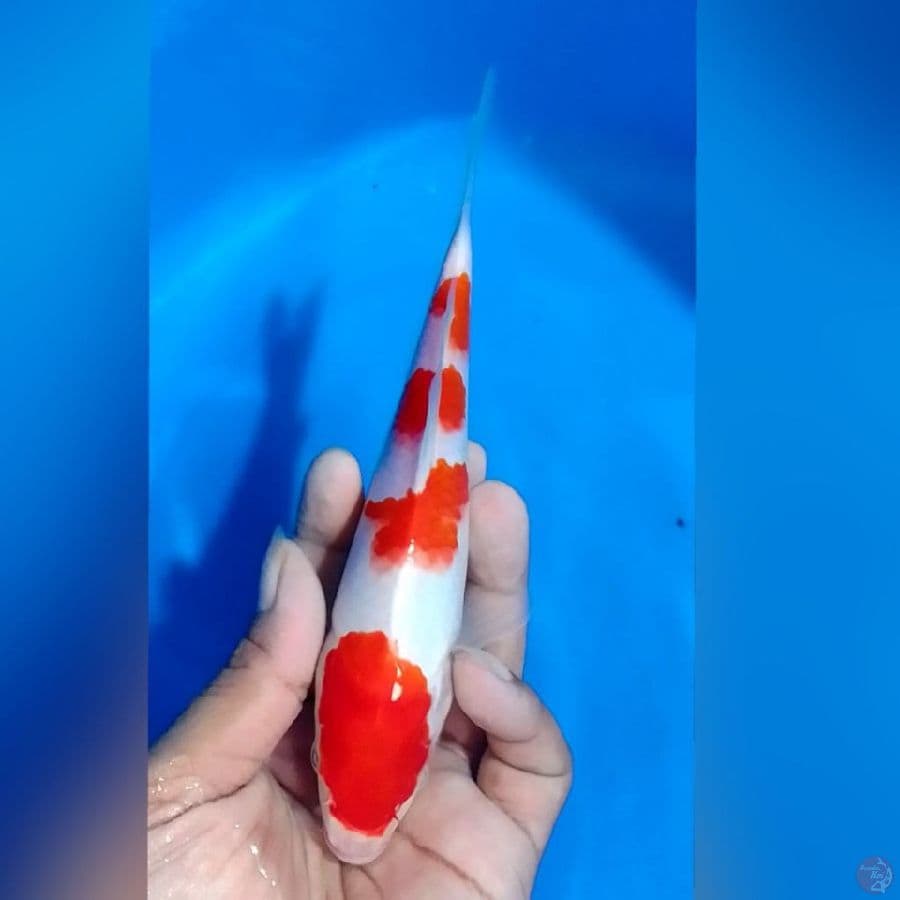 KOHAKU 20CM