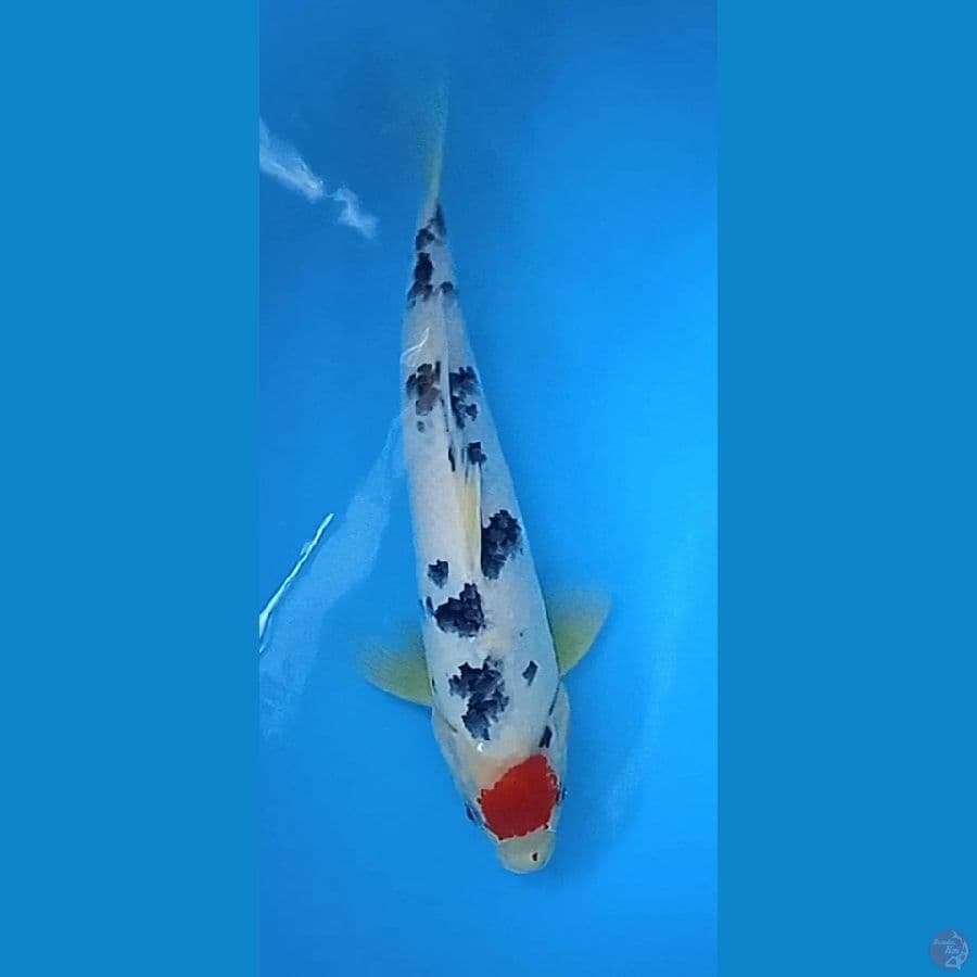 tancho sanke : 32 cm jantan