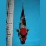 tategoi Motoguro 20cm