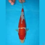 Doitsu SQ 24cm 