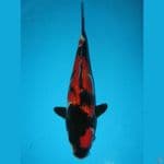 Black Jack 24cm
