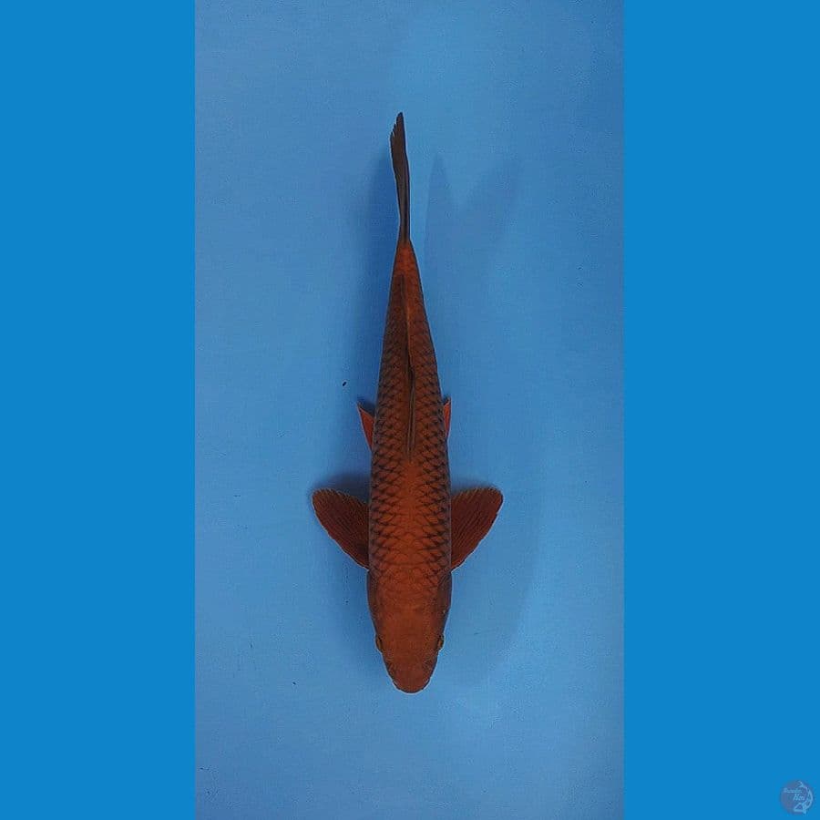 CHAGOI TEMBAGA FULL SD PERUT 35CM
