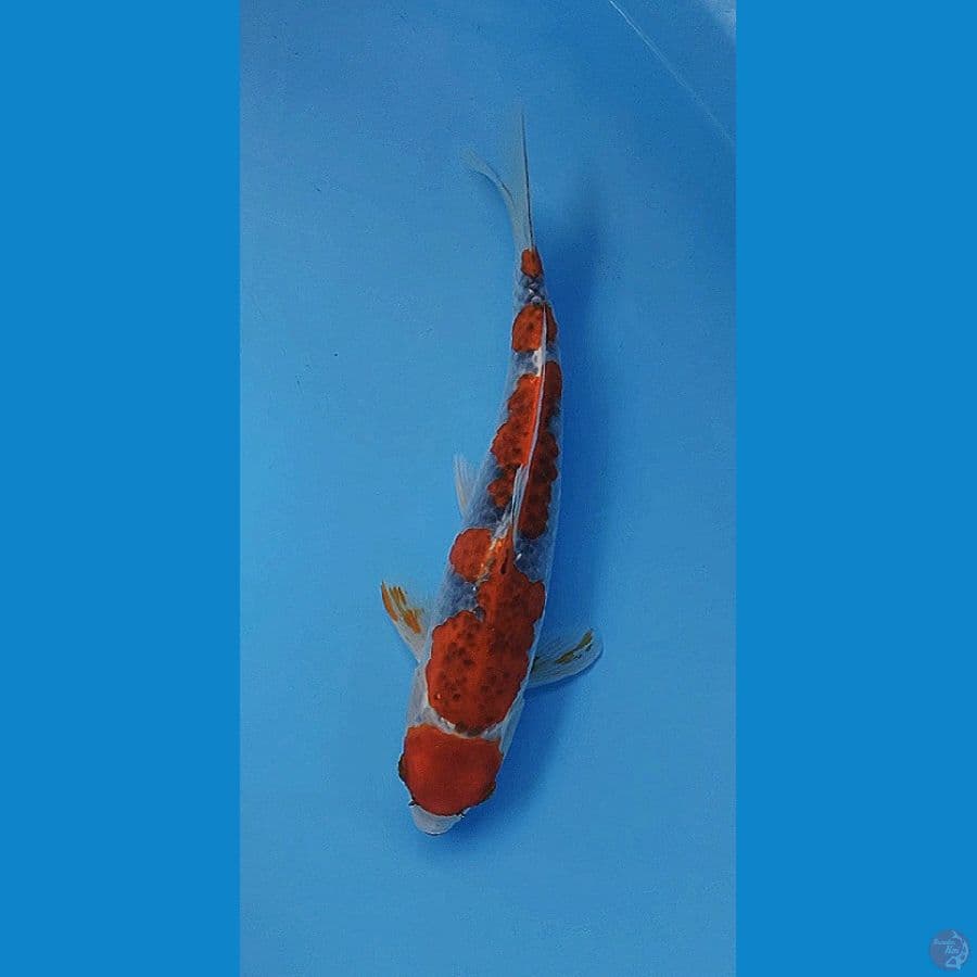MARUTEN GOSHIKI BALAP 36CM