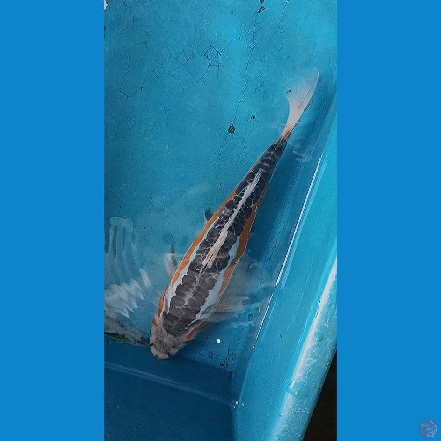 HANA SUSHUI TULANG TEGAS 35BU