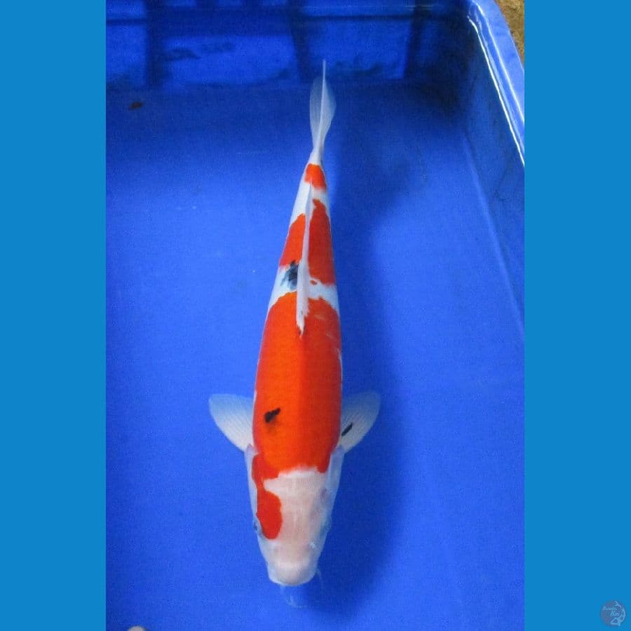 showa ±37cm