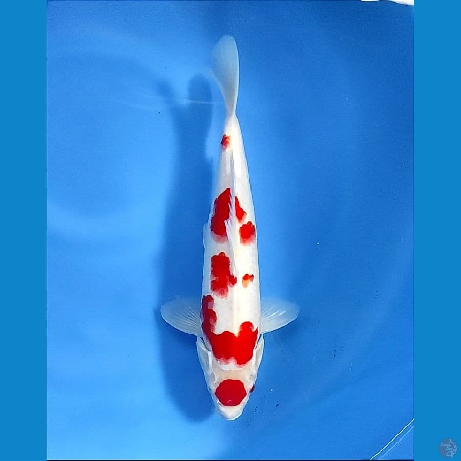 Deep Red 33cm