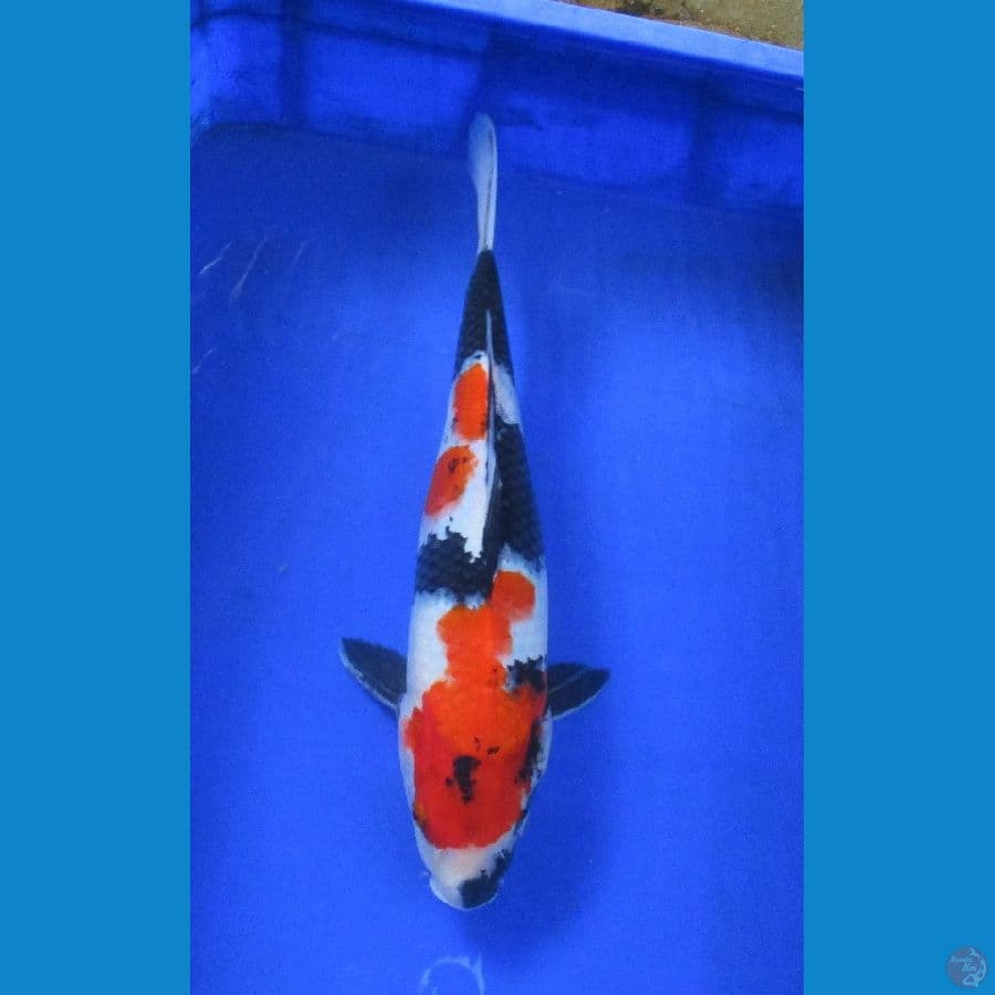 showa ±35cm