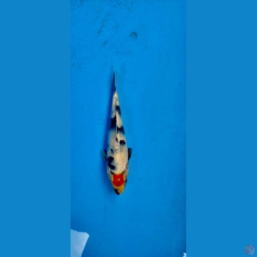 Tancho sanke 20cm ~female