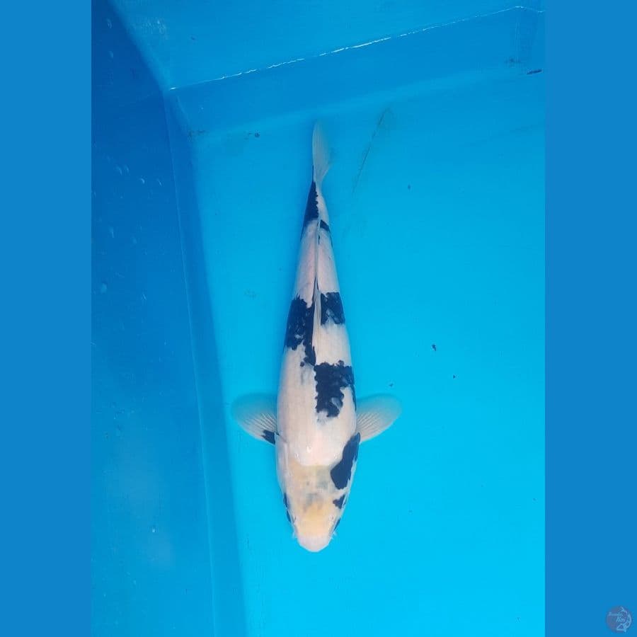 shiro 32cm