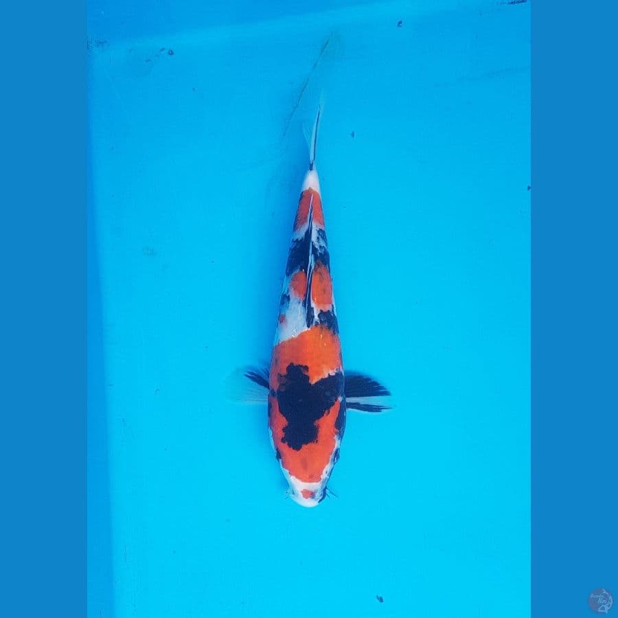 showa 24cm