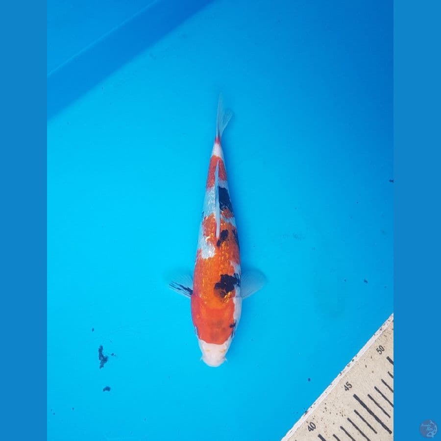 showa ginrin 26cm