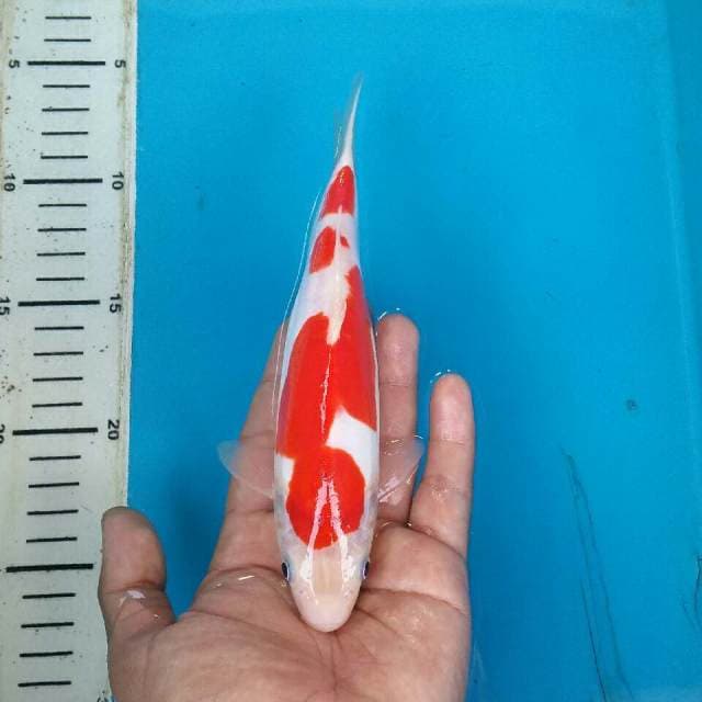 Kohaku doitsu murni kinclong mulus