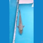 shoragoi ginrin jantan 26 cm 