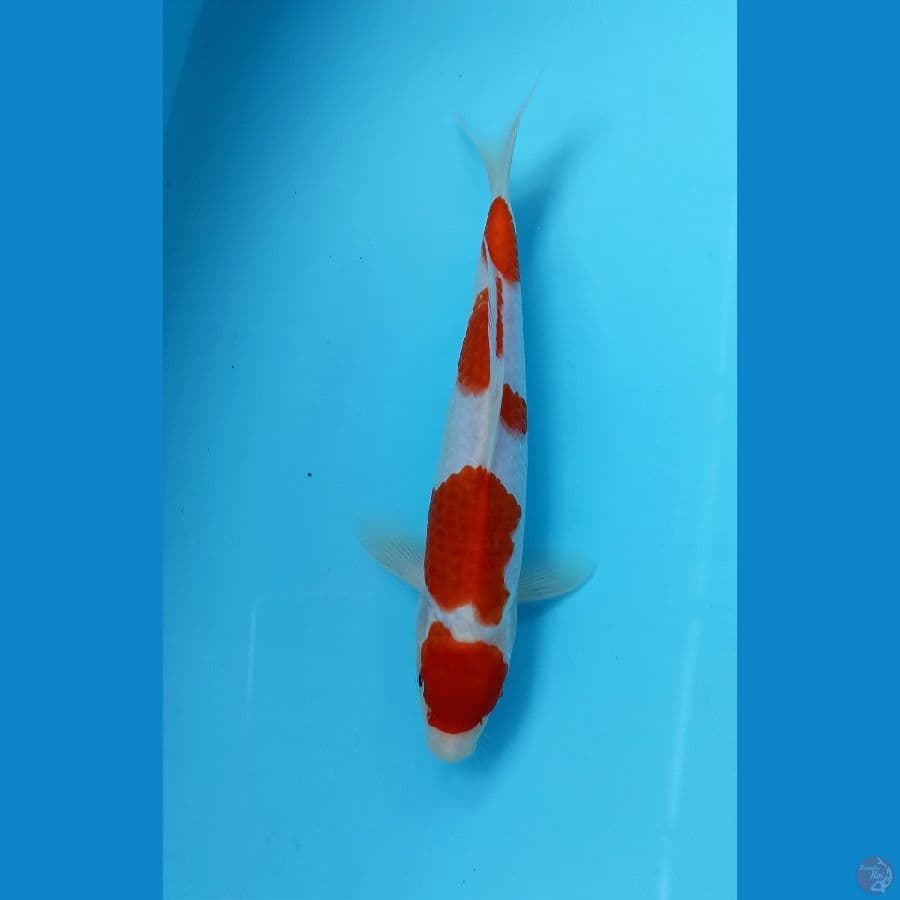 kohaku 24cm