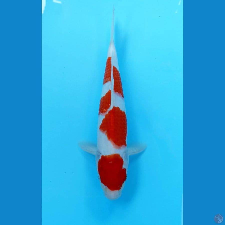 Kohaku 26cm