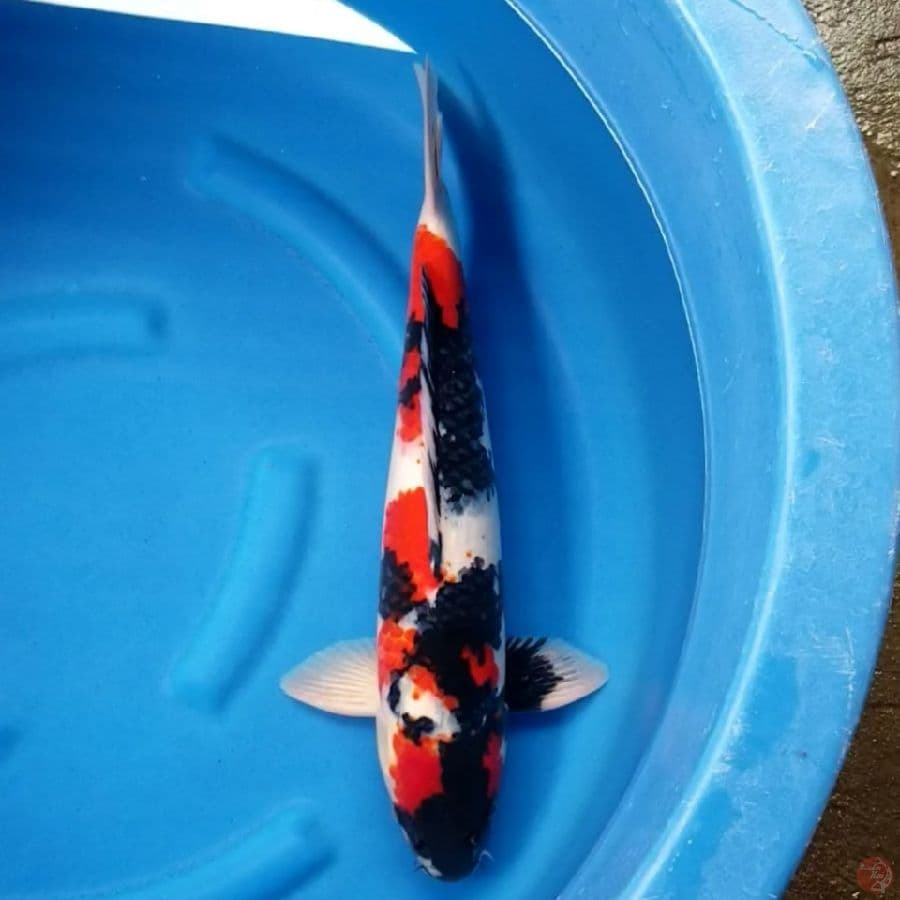 SHOWA 47 CM MALE