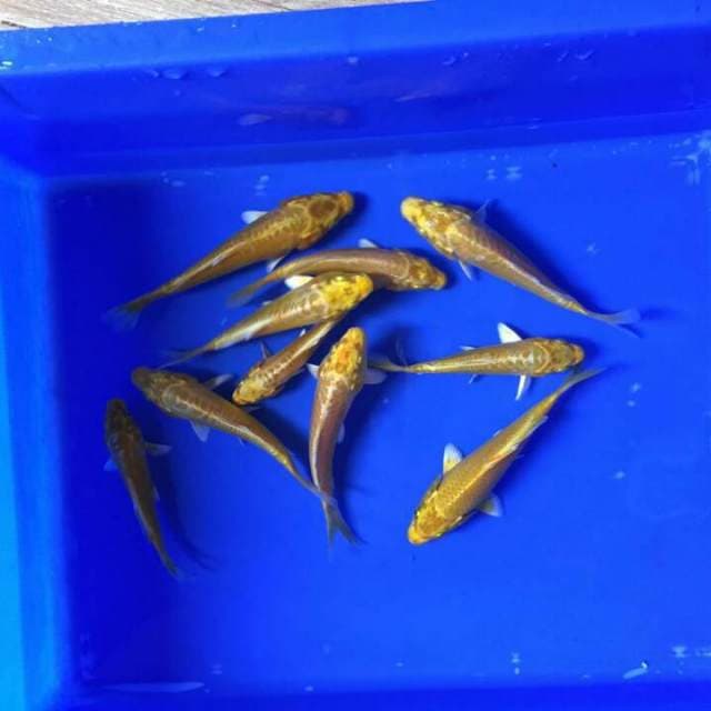 Mix 10 ekor, Karashi