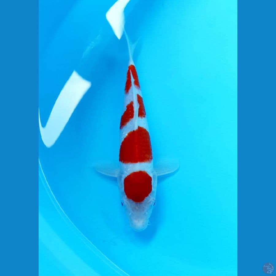 Kohaku 25cm