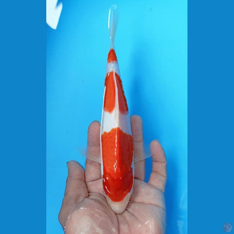 Kohaku 23cm