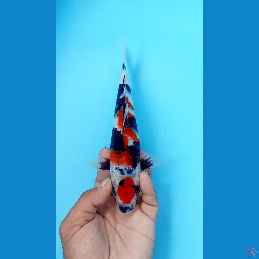 Showa 23cm