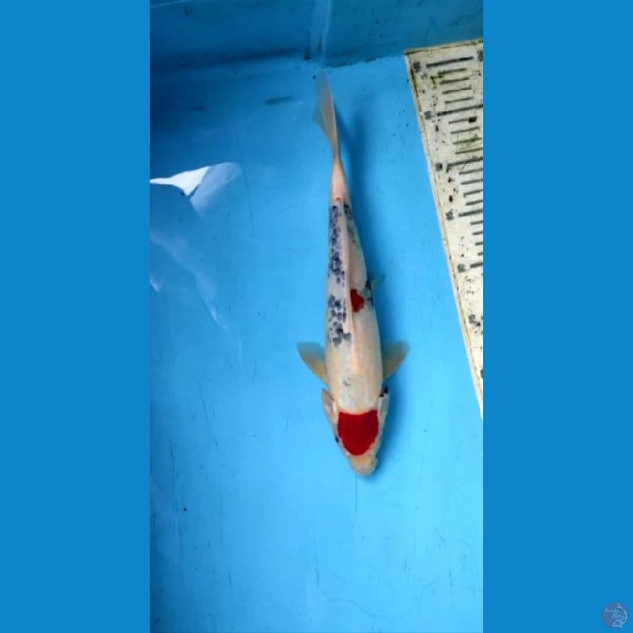 tc showa 34cm