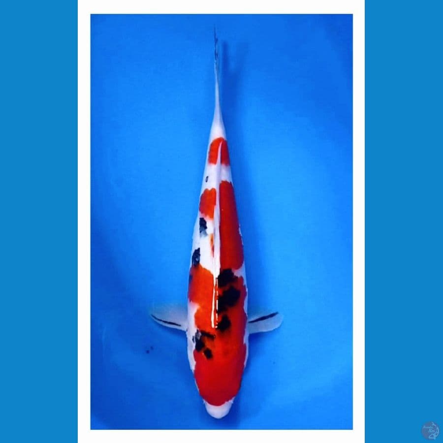 sanke 31 cm