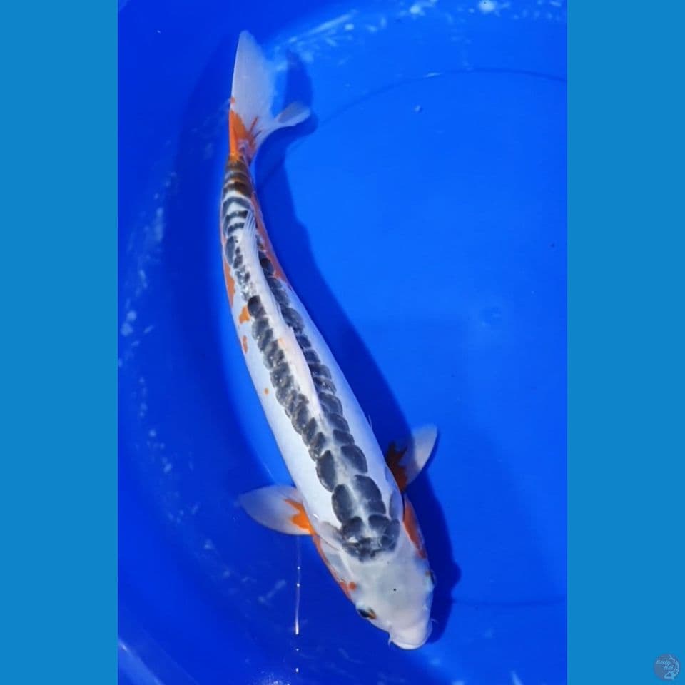Shusui 45 cm