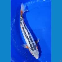 Shusui 45 cm