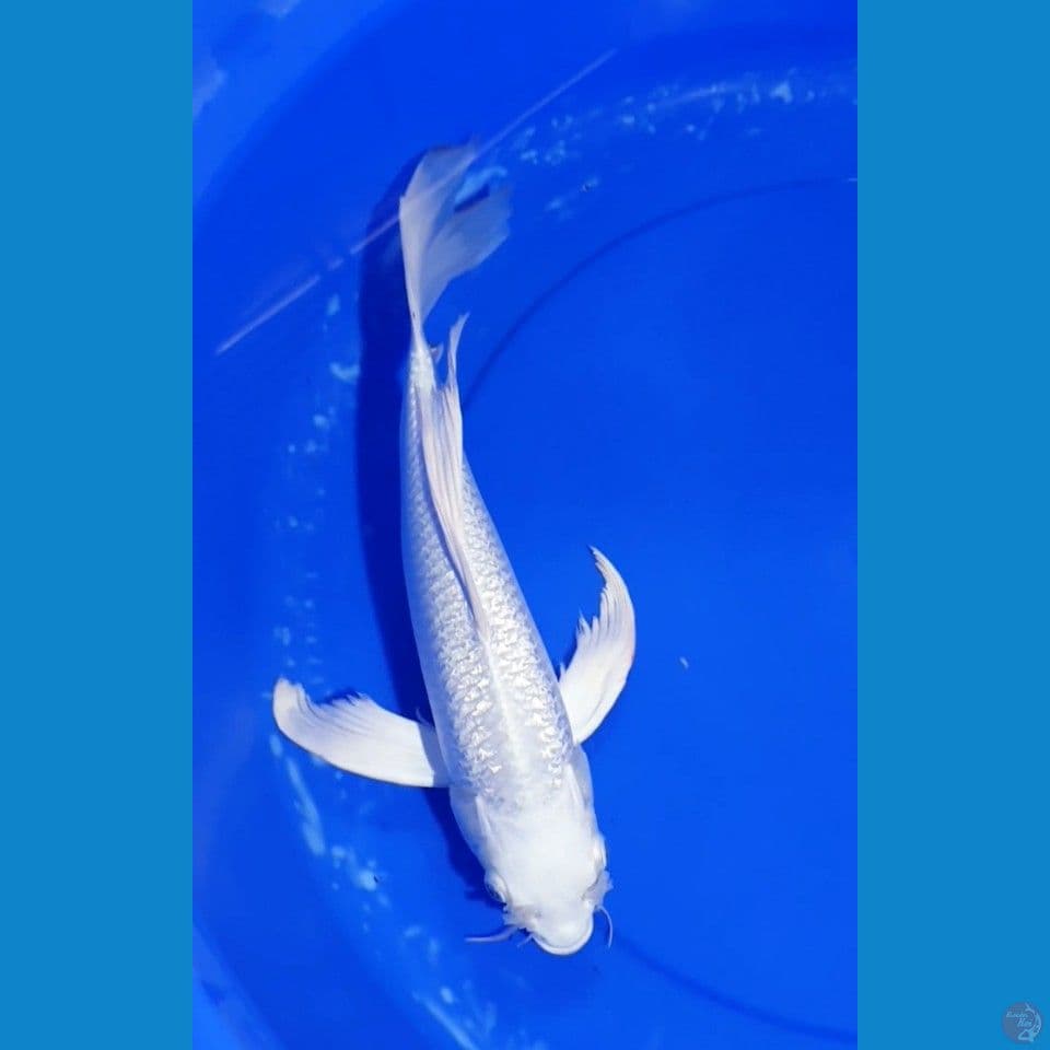 Platinum Ginrin Slayer 39 cm