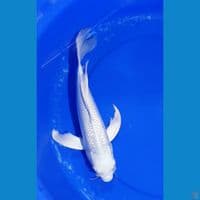 Platinum Ginrin Slayer 39 cm