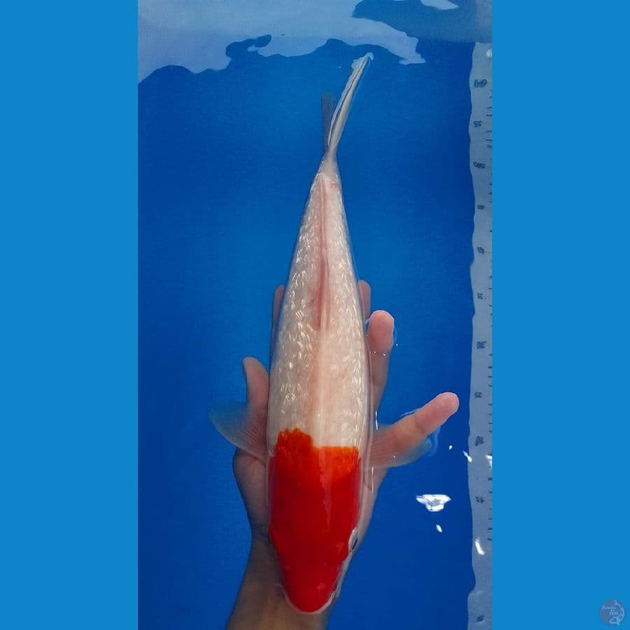 35cm tancho ginrin
