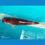 Goromo, Male 46 cm