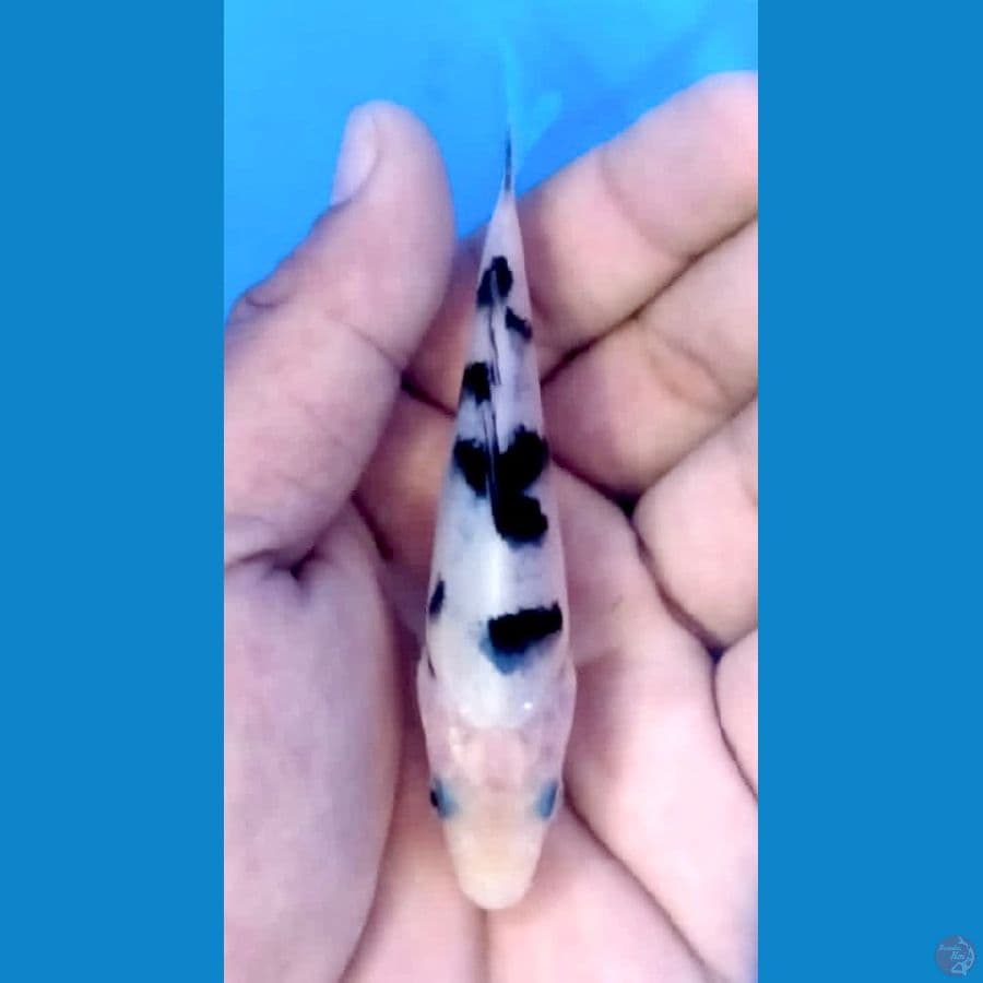 12cm Ready Show