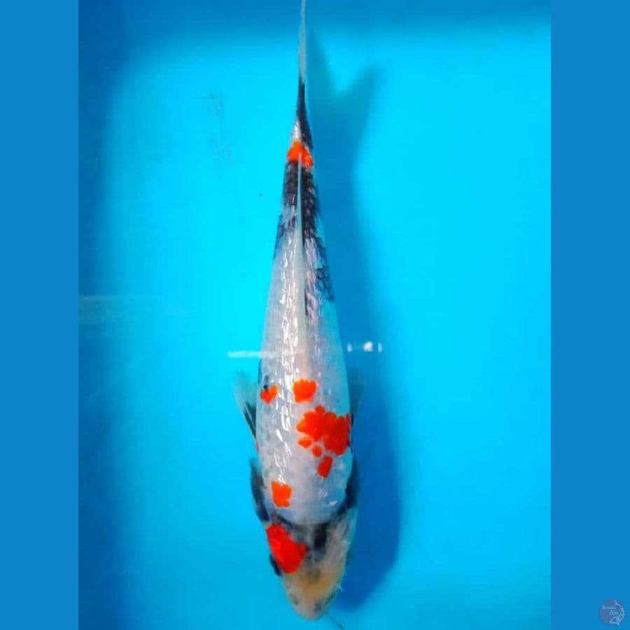 kindai ginrin