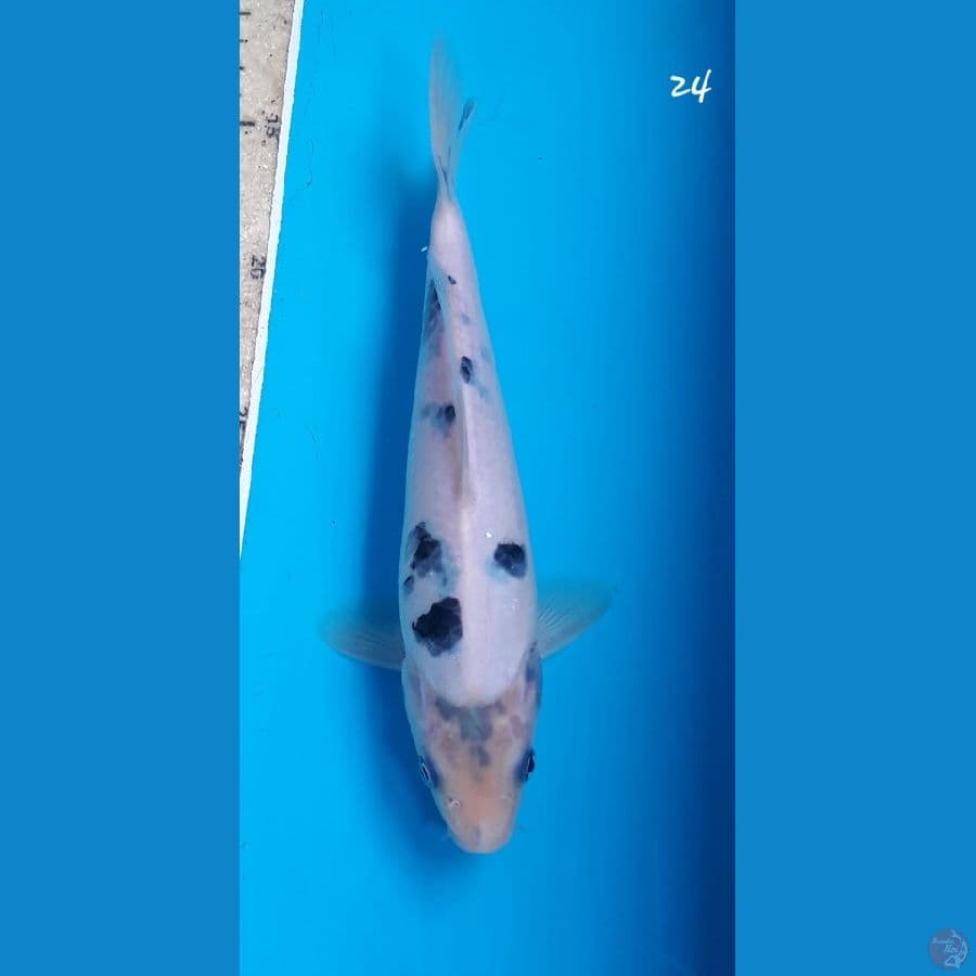 Shiro tategoi 24cm