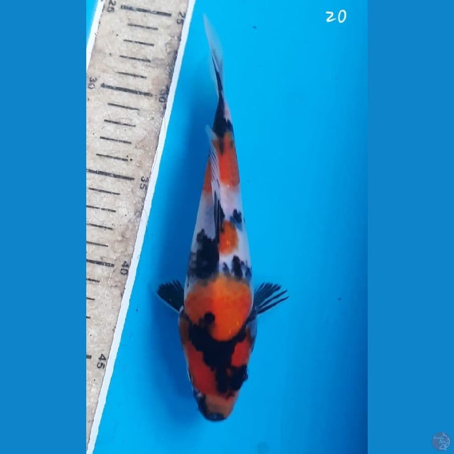 Showa 20cm