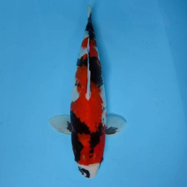 G. MUSASHI ~ SHOWA TATE PROSPECT,-