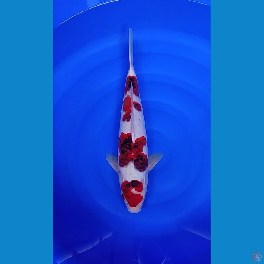 Ai Koromo Jantan 44cm Original