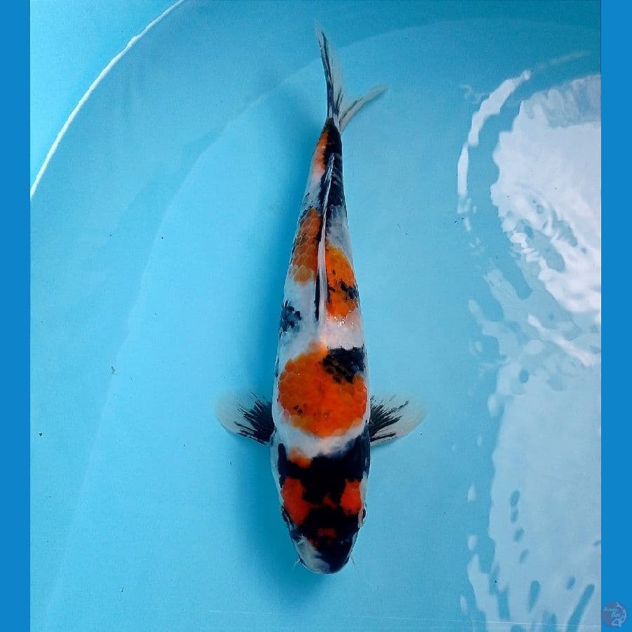 showa 24 cm