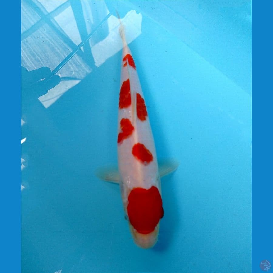 kohaku 27 cm