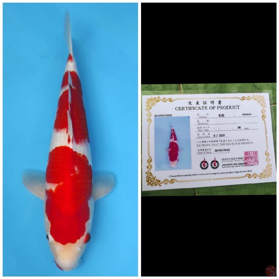Ogata Kohaku