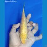 G.Karashi 18 cm