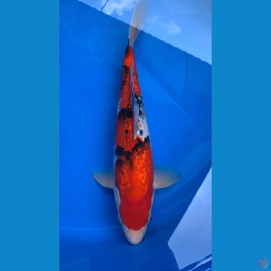 SANKE GINDRIN 32 cm MALE