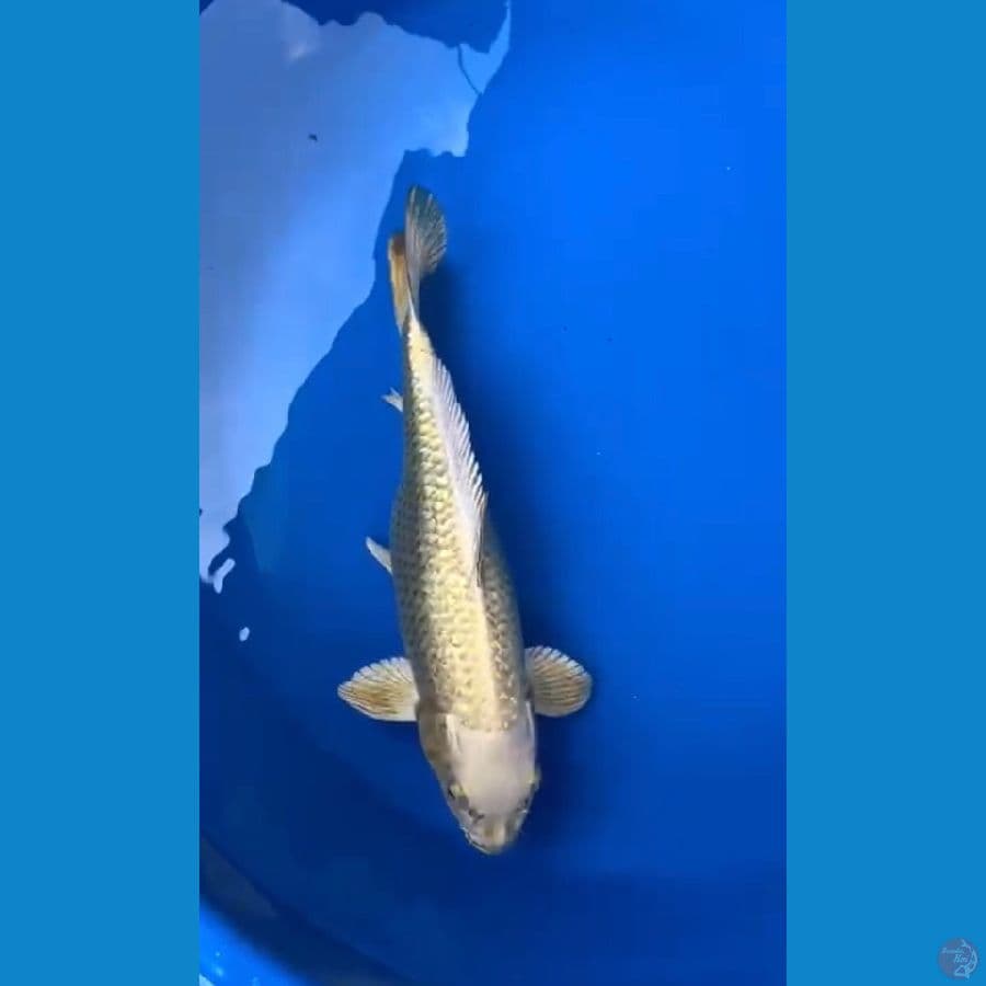 MUKASHI 33 cm FEMALE